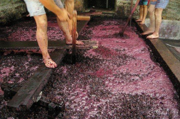 史上最全红葡萄酒酿造过程(附高清实景图)