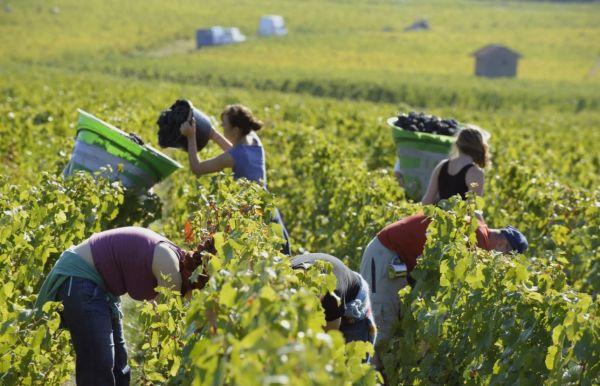 在法国一处葡萄园进行收获的雇工.(资料图片)